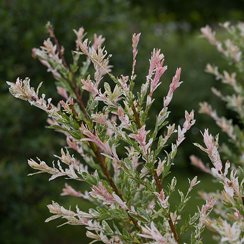 Salix Flamingo Willow Bush Salix Flamingo Willow Bush