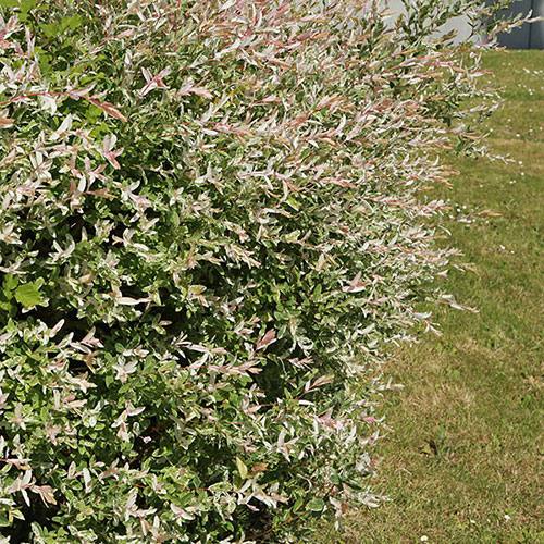 Salix Flamingo Willow Bush Salix Flamingo Willow Bush