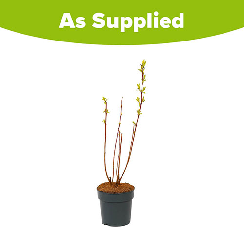 Salix Flamingo Willow Bush Salix Flamingo Willow Bush