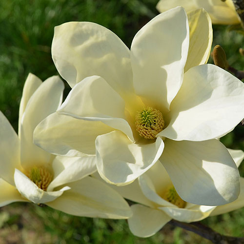 Magnolia laevifolia Honey Velvet Magnolia laevifolia Honey Velvet