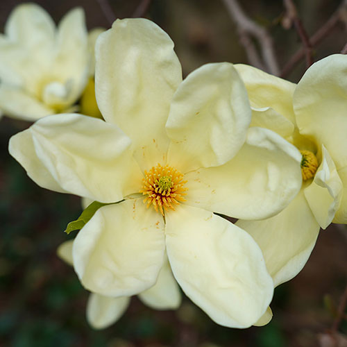 Magnolia laevifolia Honey Velvet Magnolia laevifolia Honey Velvet