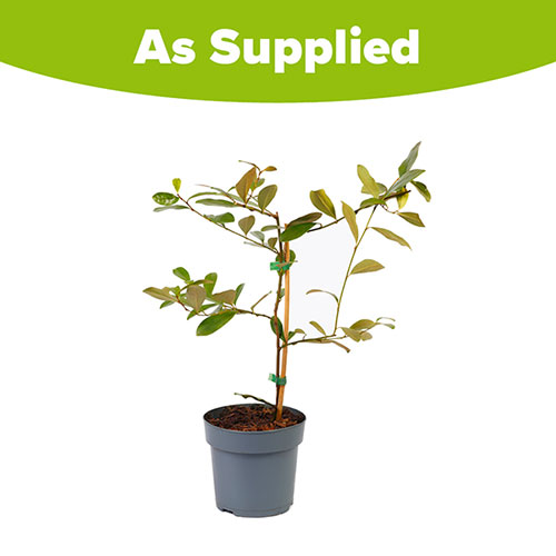 Magnolia laevifolia Honey Velvet Magnolia laevifolia Honey Velvet