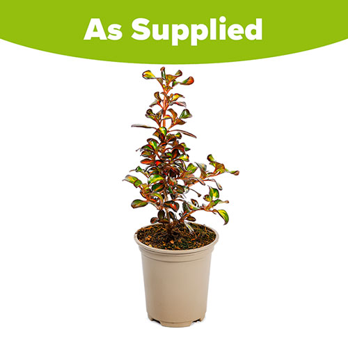 Coprosma Northern Lights Coprosma Northern Lights