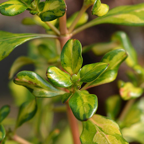 Coprosma Collection