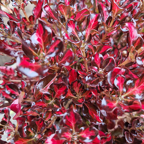 Coprosma Collection