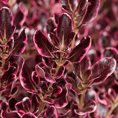 Coprosma Collection