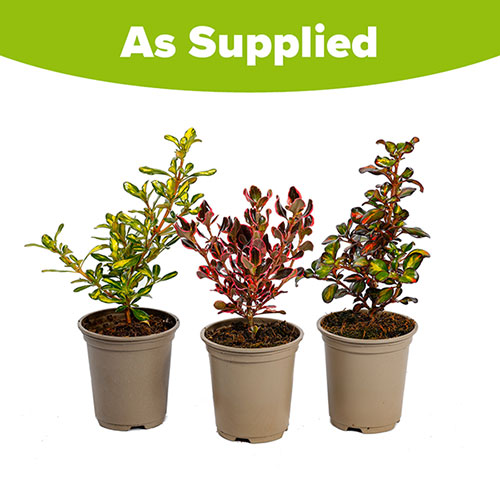 Colourful Coprosma Collection Colourful Coprosma Collection