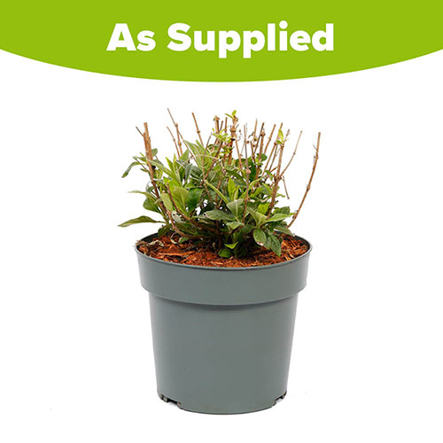 Buddleia Candy Festival Trio