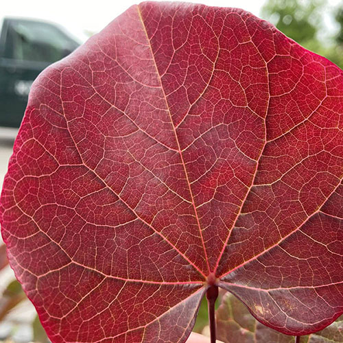 Premium Cercis Collection