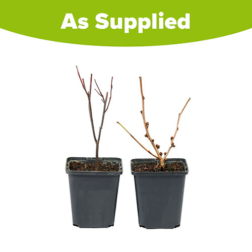 Premium Cercis Collection