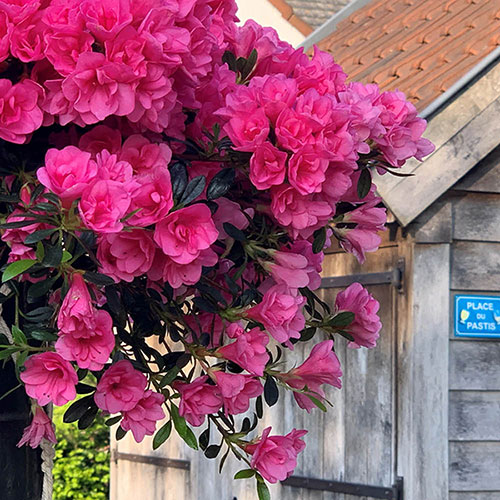 Azalea cascadula Bright Fuchsia Azalea cascadula Bright Fuchsia