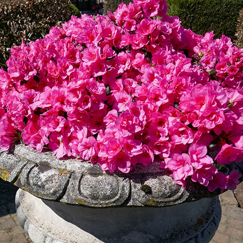 Azalea cascadula Bright Fuchsia Azalea cascadula Bright Fuchsia