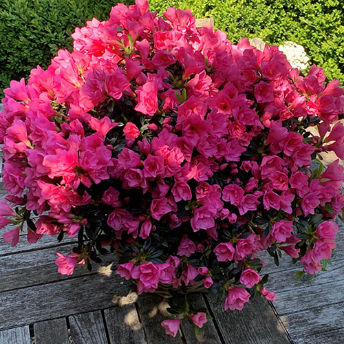 Azalea cascadula Bright Fuchsia Azalea cascadula Bright Fuchsia