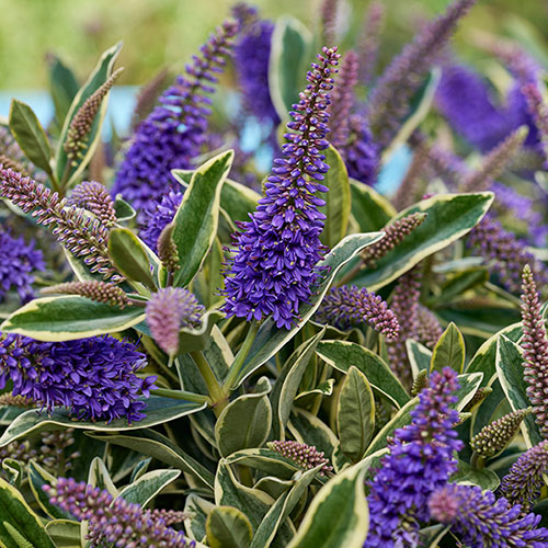 Hebe Addenda Wild Blue Hebe Addenda Wild Blue