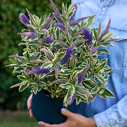 Hebe Addenda Wild Blue Hebe Addenda Wild Blue