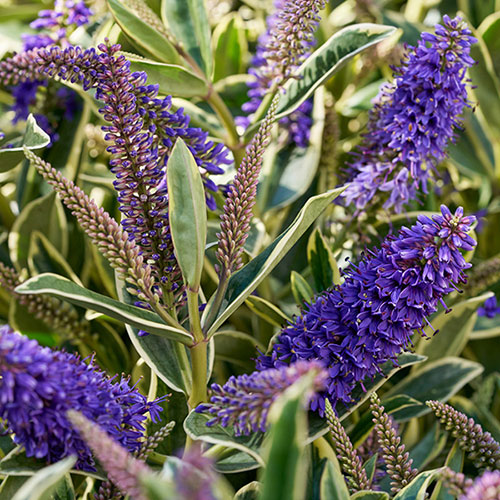 Hebe Addenda Wild Blue Hebe Addenda Wild Blue