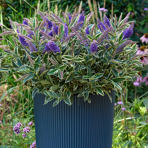 Hebe Addenda Wild Blue Hebe Addenda Wild Blue