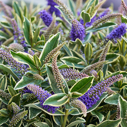 Hebe Addenda Wild Blue Hebe Addenda Wild Blue