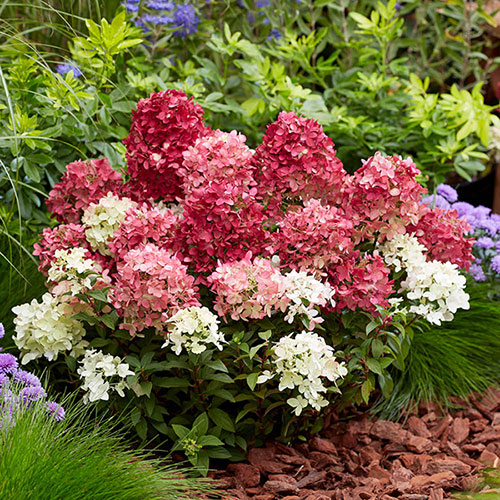 Hydrangea Groundbreaker Ruby Hydrangea Groundbreaker Ruby