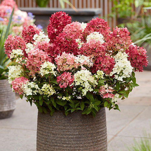 Hydrangea Groundbreaker Ruby Hydrangea Groundbreaker Ruby