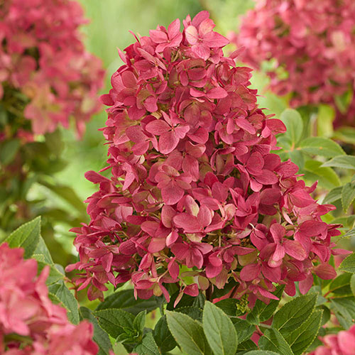 Hydrangea Groundbreaker Ruby Hydrangea Groundbreaker Ruby