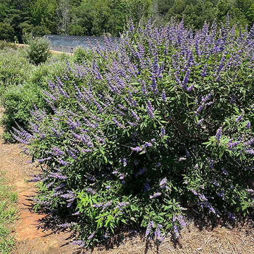 Vitex agnus-castus Queen Bee