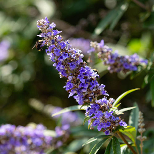 Vitex agnus-castus Queen Bee Vitex agnus-castus Queen Bee