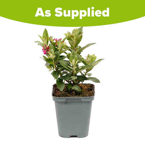 Buddleia Little Rockstars Red Buddleia Little Rockstars Red