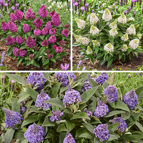 Buddleia Little Rockstars Collection