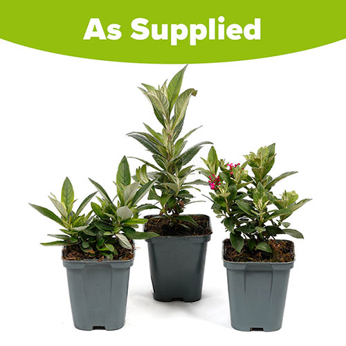 Buddleia Little Rockstars Collection