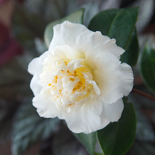 Camellia japonica Brushfields Yellow