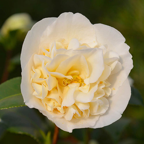 Camellia japonica Brushfields Yellow