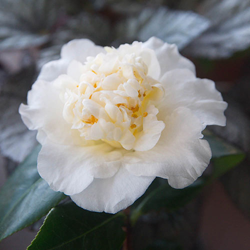 Camellia japonica Brushfields Yellow