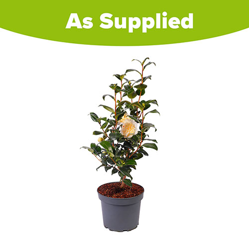 Camellia japonica Brushfields Yellow