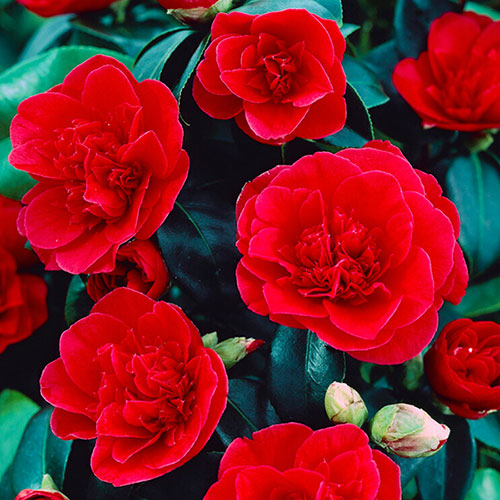 Camellia japonica Lady Campbell