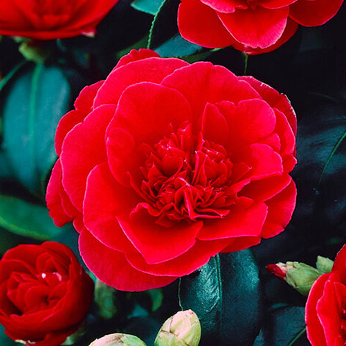 Camellia japonica Lady Campbell