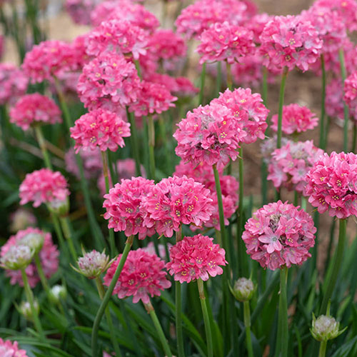 Armeria Dreameria Collection Armeria Dreameria Collection