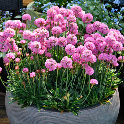 Armeria Dreameria Collection Armeria Dreameria Collection