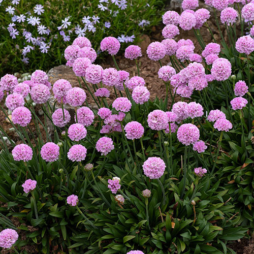 Armeria Dreameria Collection Armeria Dreameria Collection