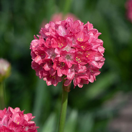 Armeria Dreameria Collection Armeria Dreameria Collection