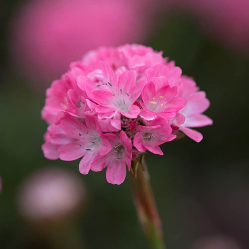 Armeria Dreameria Collection Armeria Dreameria Collection