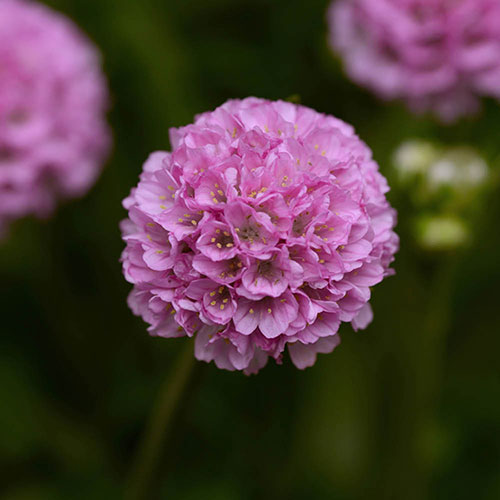 Armeria Dreameria Collection Armeria Dreameria Collection