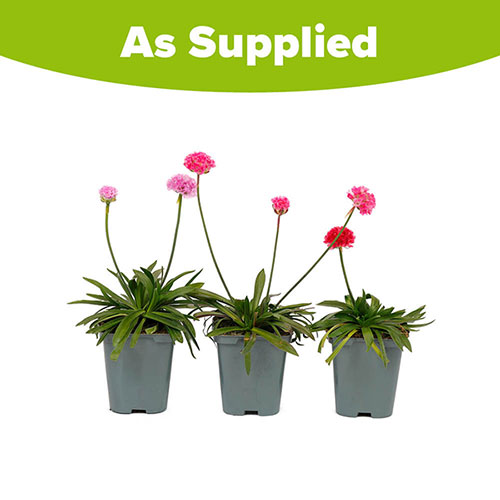 Armeria Dreameria Collection Armeria Dreameria Collection