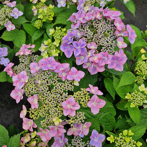 Hydrangea Million Stars Sirius Blue Hydrangea Million Stars Sirius Blue