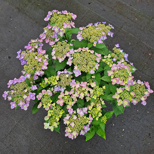 Hydrangea Million Stars Sirius Blue Hydrangea Million Stars Sirius Blue