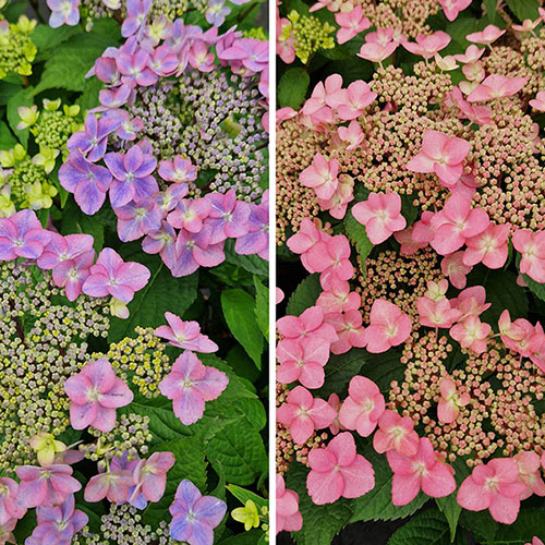Hydrangea Million Stars Collection