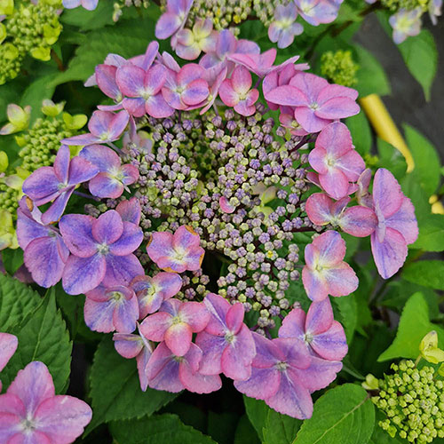 Hydrangea Million Stars Collection