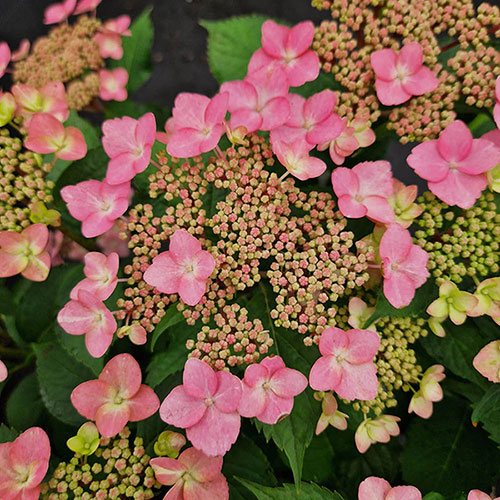 Hydrangea Million Stars Collection