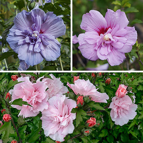 Hibiscus Chiffon Collection