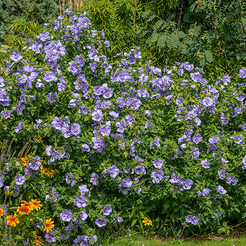 Hibiscus Chiffon Collection